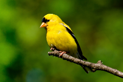 The American Goldfinch (Carduelis tristis) is the state bird of Washington, Iowa and New Jersey. It is a fairly common summer resident to the Pacific Northwest, migrating to the southern USA and Mexico in the winter. This male with its brilliant yellow and black plumage was photographed in Edgewood, Washington State, USA.