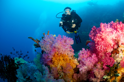Female diver with camera swims along a tropical reef with soft corals in Fiji.