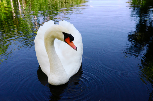 A beautiful white swan leisurely swimming in a tranquil pond