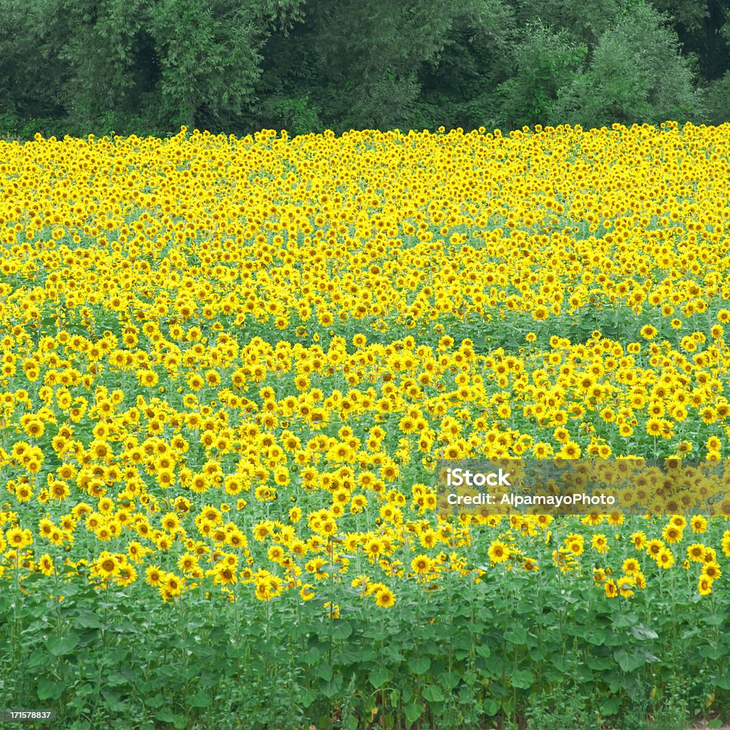 Campo di girasole-XII - Foto stock royalty-free di Agricoltura