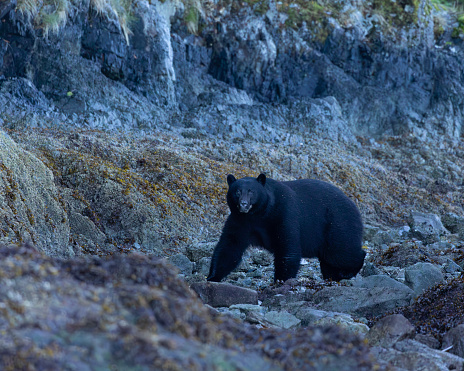 An alert, wild, American Black Bear, Ursus americanus, walking along a rocky foreshore where it will hunt for crabs and fish. Vancouver Island, BC, Canada.