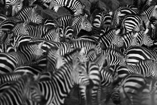 Black and white image of a large zebra herd waiting on the bank of the Mara river.  Shallow depth of field. Masai Mara, Kenya