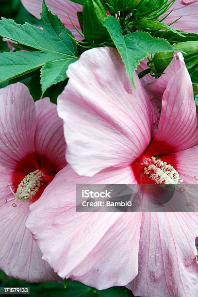 Foto de Hibisco e mais fotos de stock de Beleza natural - Natureza - Beleza natural - Natureza, Canteiro de Flores, Estame