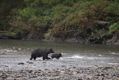A wild Grizzly Bear, Ursus arctos horribilis, with her cub of the year splashing in Smith Inlet in the rain while chasing the Chum Salmon, Oncorhynchus keta, whose fins can be seen in front of them. Great  Bear Rainforest, British Columbia, Canada