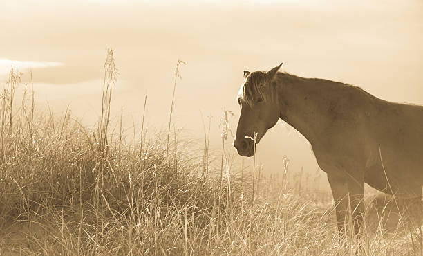 istock Beautiful wild horse on a beach 171579288