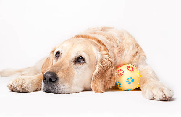 istock Waiting Golden Retriever 171579538