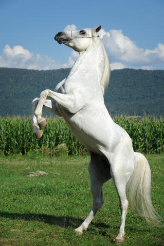 White horse rearing up against summer mountain and field background on a sunny day, Arabian stallion, Pennsylvania, PA, USA.