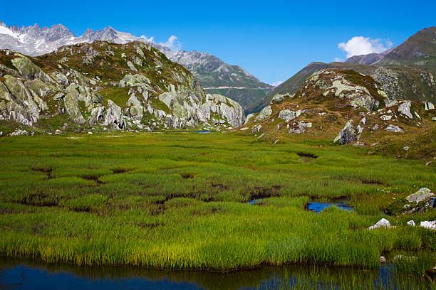 alpine lato - wilderness area flower pond clear sky zdjęcia i obrazy z banku zdjęć