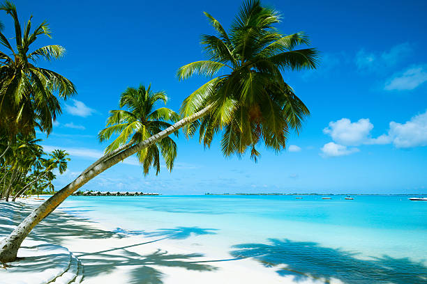 wunderschöne beach resort - palme fotos stock-fotos und bilder
