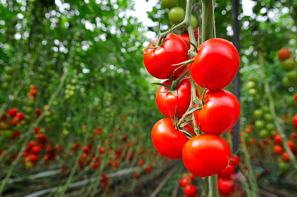 Tomato Greenhouse Red ripe tomatoes growing in a greenhouse. Ripe and unripe tomatoes in the background. cultivated stock pictures, royalty-free photos & images