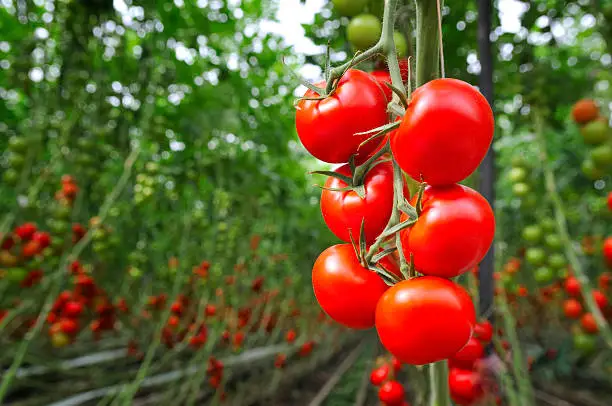 Photo of Tomato Greenhouse