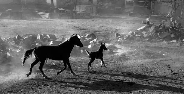 istock Horse with her baby. 171579729