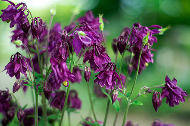 Deep purple Columbine, selective focus