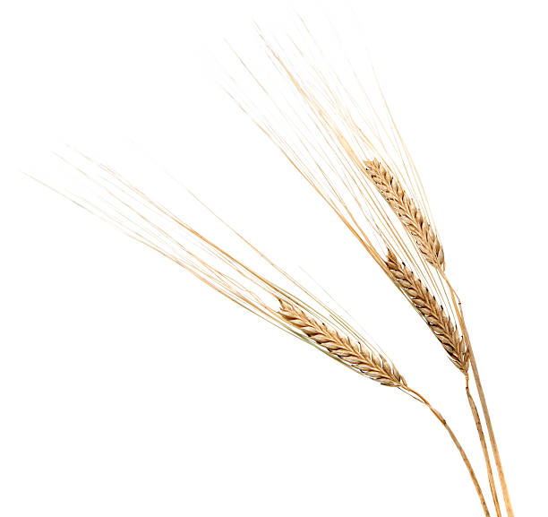 Three Barley Ears on White Three Barley Ears on White barley stock pictures, royalty-free photos & images