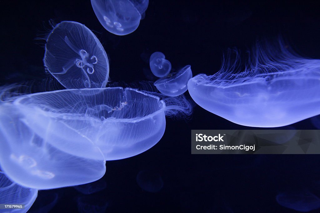 Jellyfish Jellyfishes on black background. Ocean currents tend to congregate jellyfish into large swarms or "blooms" in most of the world's coastal waters. Members of this genus are nearly identical to each other. Medusa is another word for jellyfish, and as such is used to refer specifically to the adult stage of the life cycle. Jellyfish Stock Photo