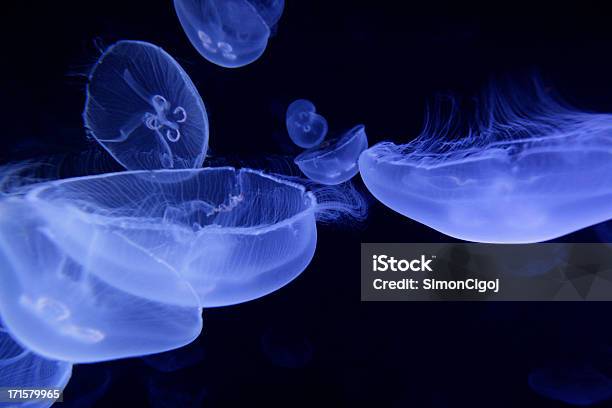 Jellyfish Stock Photo - Download Image Now - Jellyfish, Life Cycle, Animal