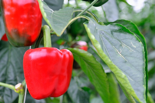 Red and green bell peppers growing in a greenhouse.