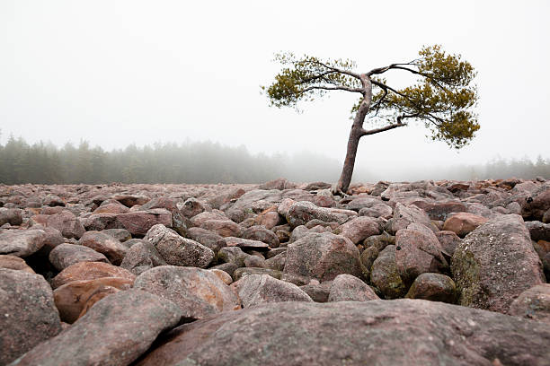 ボルダーフィールド、ヒッコリーラン州立公園、ペンシルバニア州） - fog boulder plateau sky ストックフォトと画像