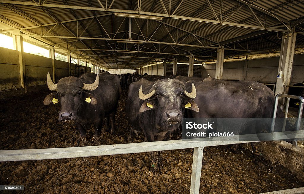 Vacas em the Cowshed de búfala - Foto de stock de Estábulo para vacas royalty-free