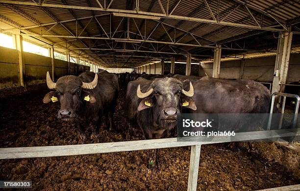 Foto de Vacas Em The Cowshed De Búfala e mais fotos de stock de Estábulo para vacas - Estábulo para vacas, Fazenda, Abrigo de Jardim