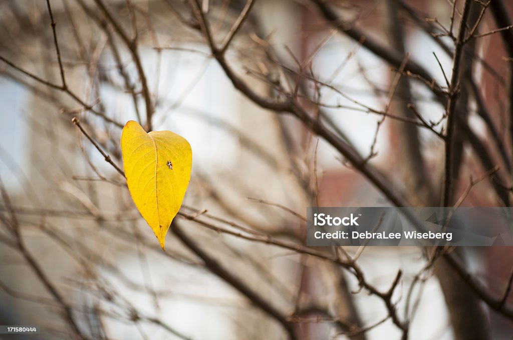 Holding On One leaf left standing on a deciduous  tree in the late autumn season. Autumn Stock Photo