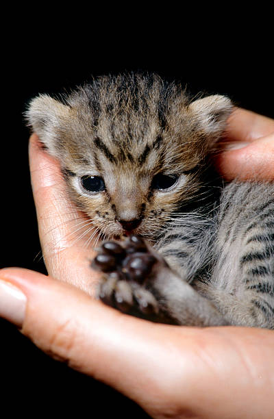 gattino - protection domestic cat animal head cub foto e immagini stock