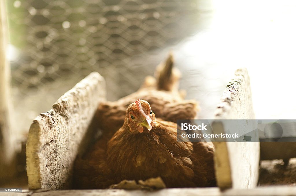 鶏のネストの卵 - 雌鳥のロイヤリティフリーストックフォト