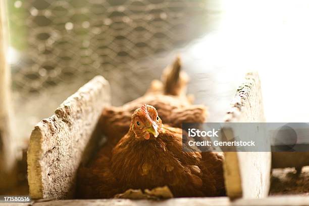 鶏のネストの卵 - 雌鳥のストックフォトや画像を多数ご用意 - 雌鳥, ニワトリ, ヒヨコ