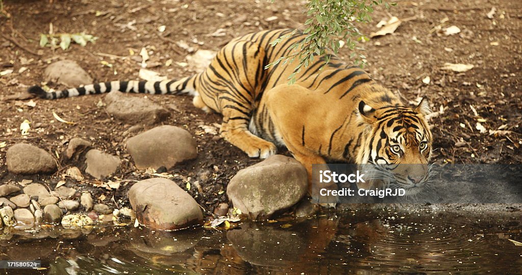 Tigre - Foto stock royalty-free di Acqua
