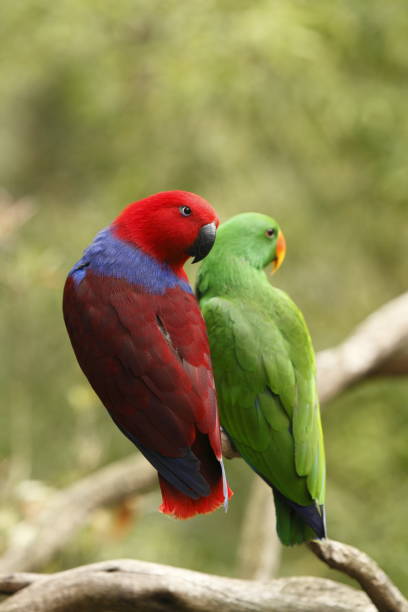 Eclectus Parrots Male and female eclectus parrots eclectus parrot australia stock pictures, royalty-free photos & images