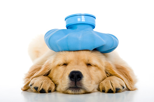 An Under the weather cute 8 week old Golden Retriever puppy with a blue ice bag on her head as she is lying on a white background sleeping 