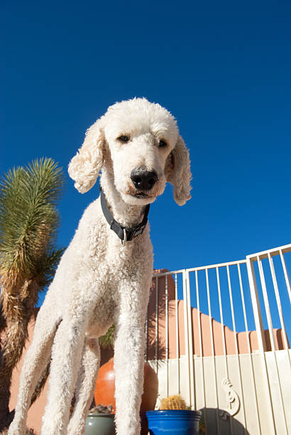 istock Handsome White Standard Poodle in Resort Hotel 171580575