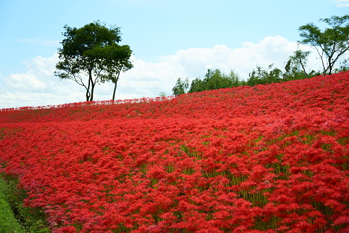 Cheorwon Goseokjeong flower field scenery.