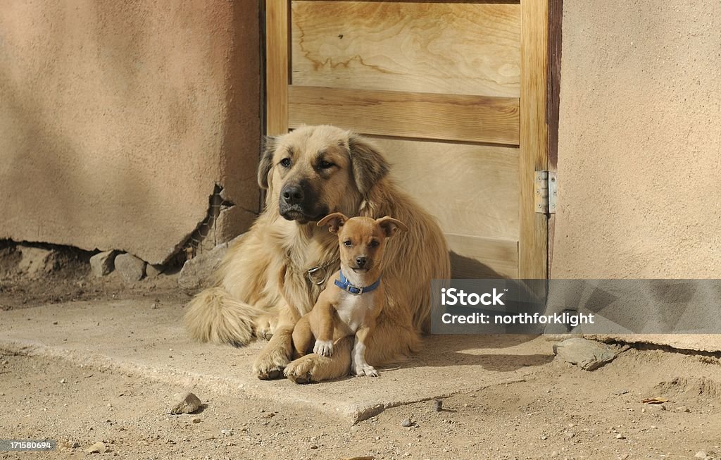 Guard dogs Big dog and small dog protect entrance. New Mexico Stock Photo