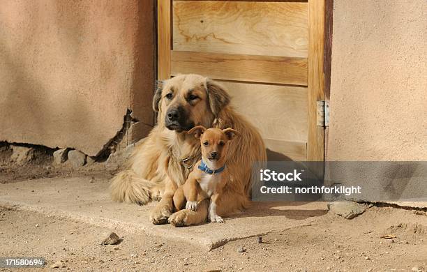 Guard Dogs Stock Photo - Download Image Now - New Mexico, Dog, Taos