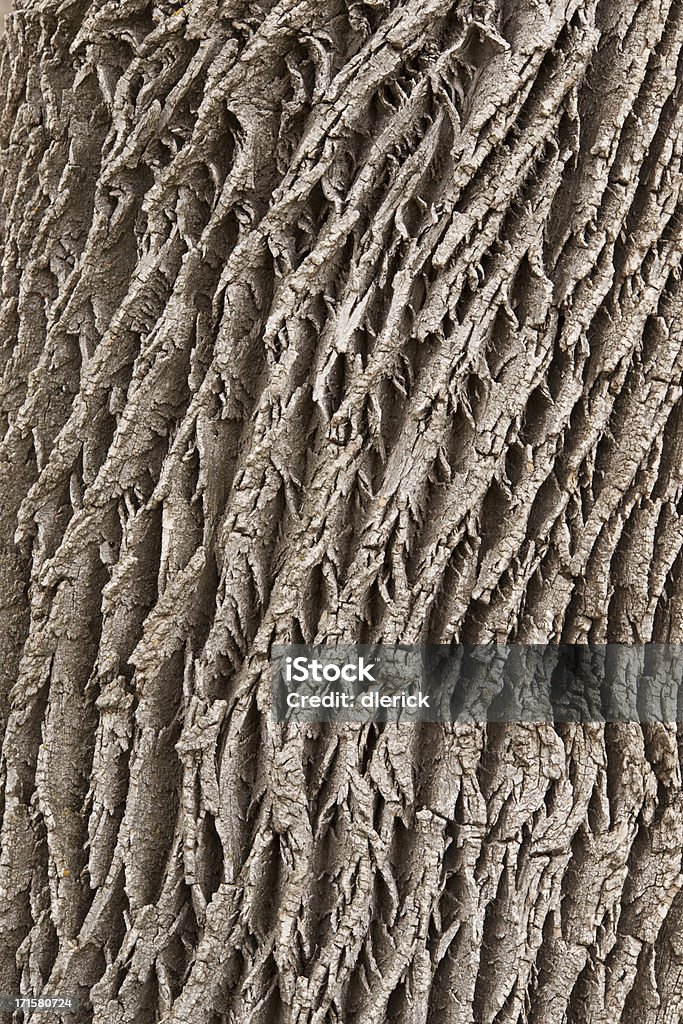 Closeup view of rough and textured tree bark on tree trunk. textured bark on tree trunk Backgrounds Stock Photo