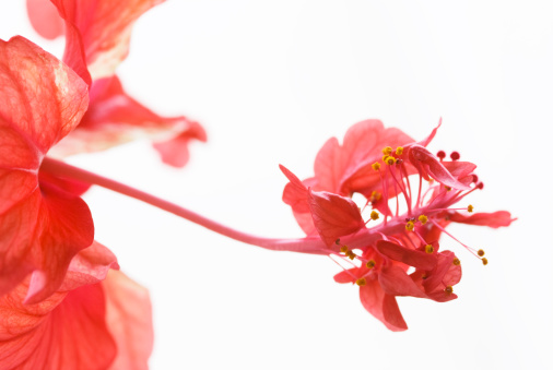 hibiscus red flamingo close up on white background