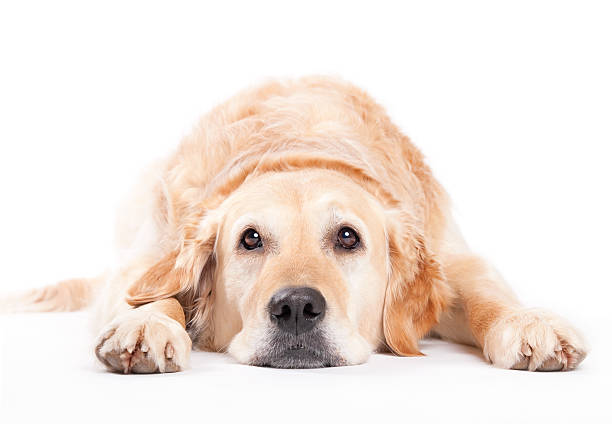 espera golden retriever - dog golden retriever lying down isolated imagens e fotografias de stock