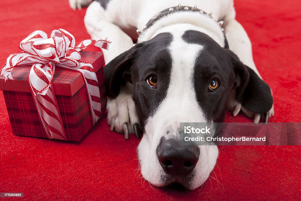 Weihnachten-Dogge Leg dich auf Teppich mit Geschenk - Lizenzfrei Hund Stock-Foto