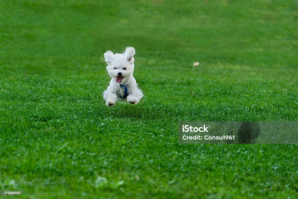 Feliz - Foto de stock de Cachorro - Perro libre de derechos