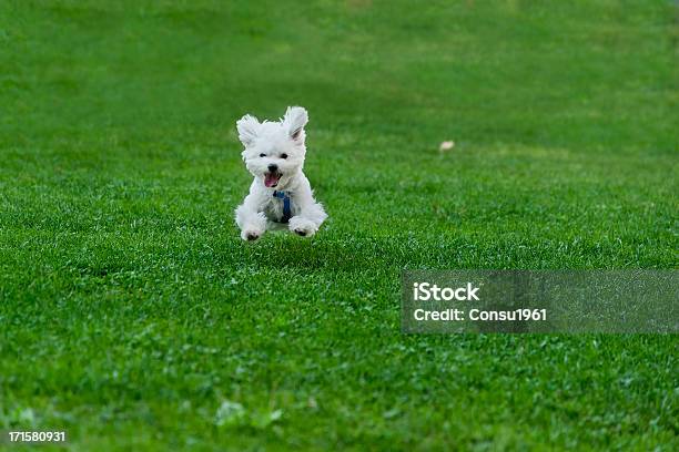 Feliz Foto de stock y más banco de imágenes de Cachorro - Perro - Cachorro - Perro, Cachorro - Animal salvaje, Perro