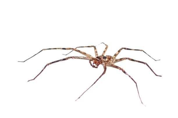 istock Big spider brown color and legs long 1715809334