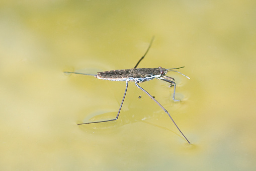 Water strider, 