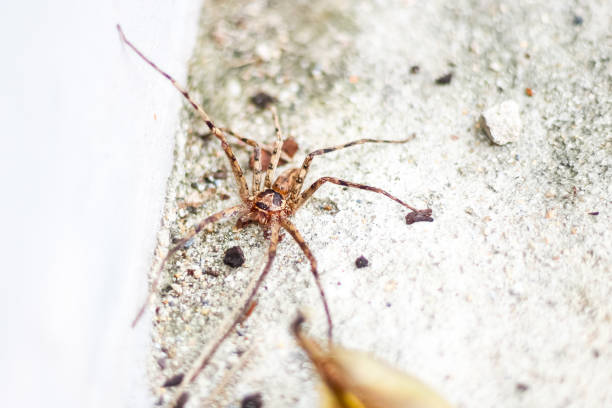 istock Big spider on white background with isolated picture. 1715810405