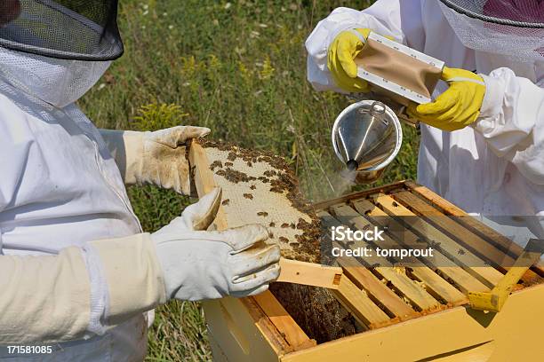 Apicultores Hive Para Fumadores Foto de stock y más banco de imágenes de Abeja - Abeja, Mujeres, Prado