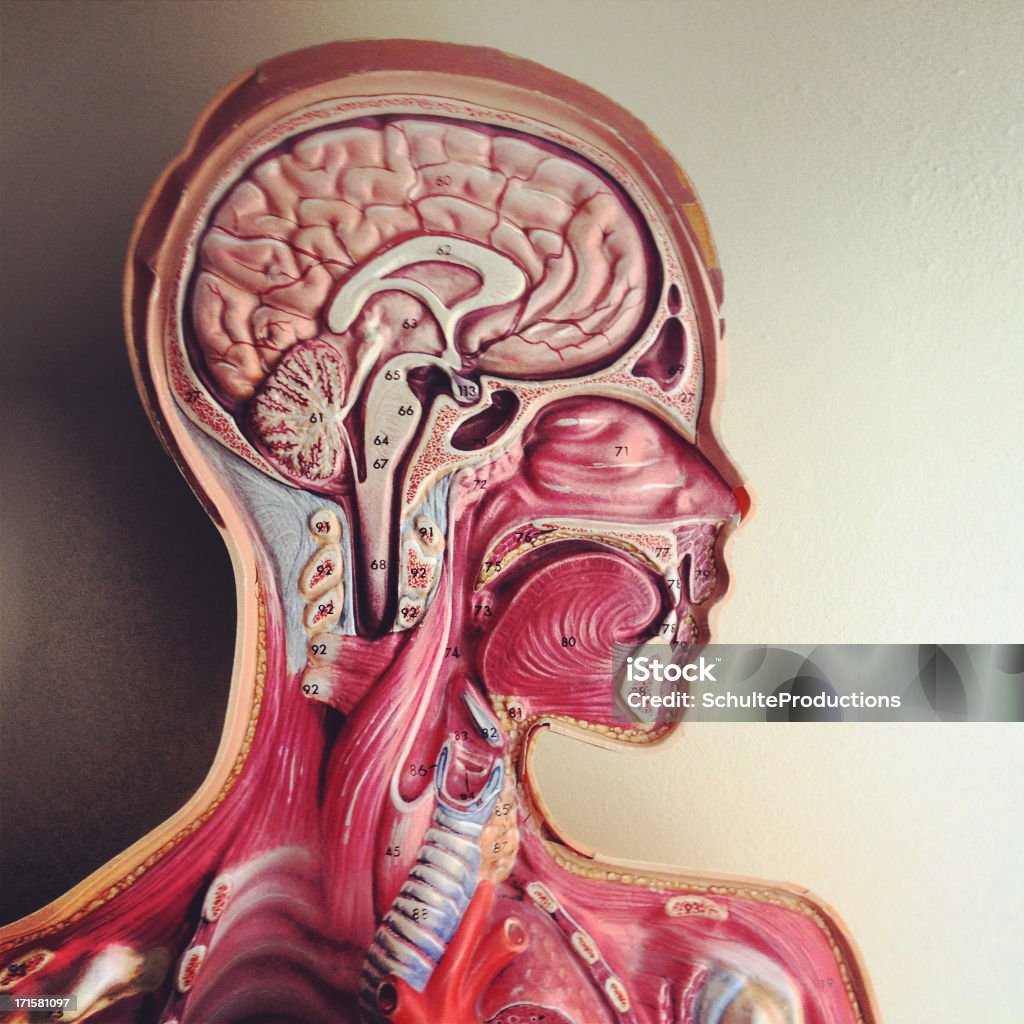 Menschlicher Kopf Anatomie-Modell - Lizenzfrei Diagramm Stock-Foto