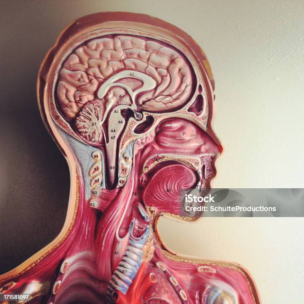 Menschlicher Kopf Anatomiemodell Stockfoto und mehr Bilder von Diagramm - Diagramm, Anatomie, Bildung