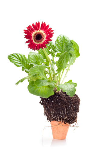 Growth concept shot. Gerber daisy flower plant stuffed into a very small pot. Isolated on white.