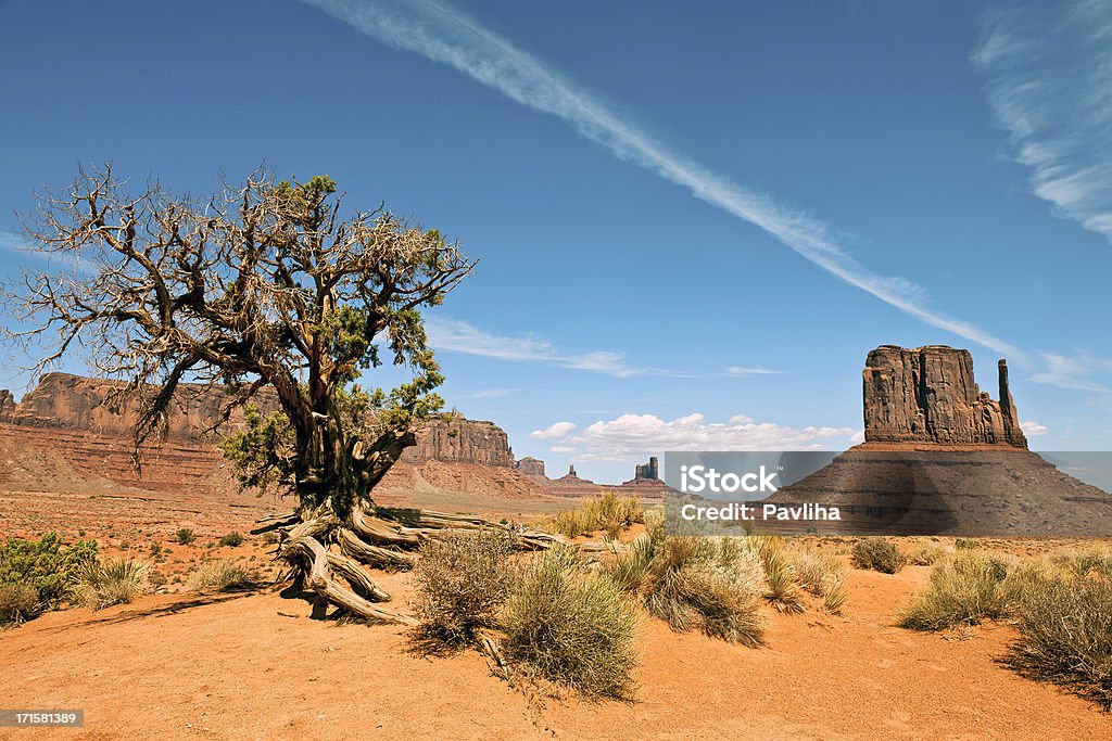 Albero nel Parco tribale della Monument Valley, Utah, Stati Uniti - Foto stock royalty-free di Albero