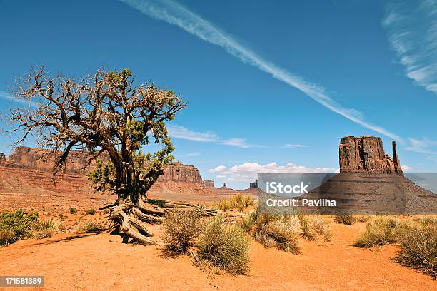 Albero Nel Parco Tribale Della Monument Valley Utah Stati Uniti - Fotografie stock e altre immagini di Albero